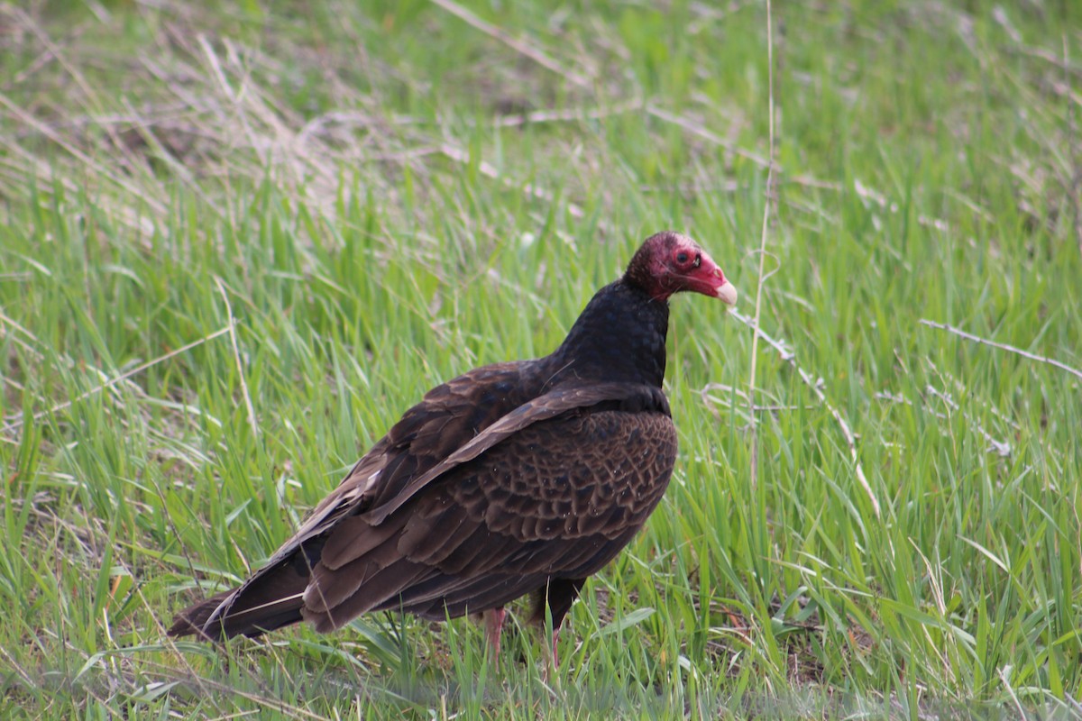 Turkey Vulture - ML230401591