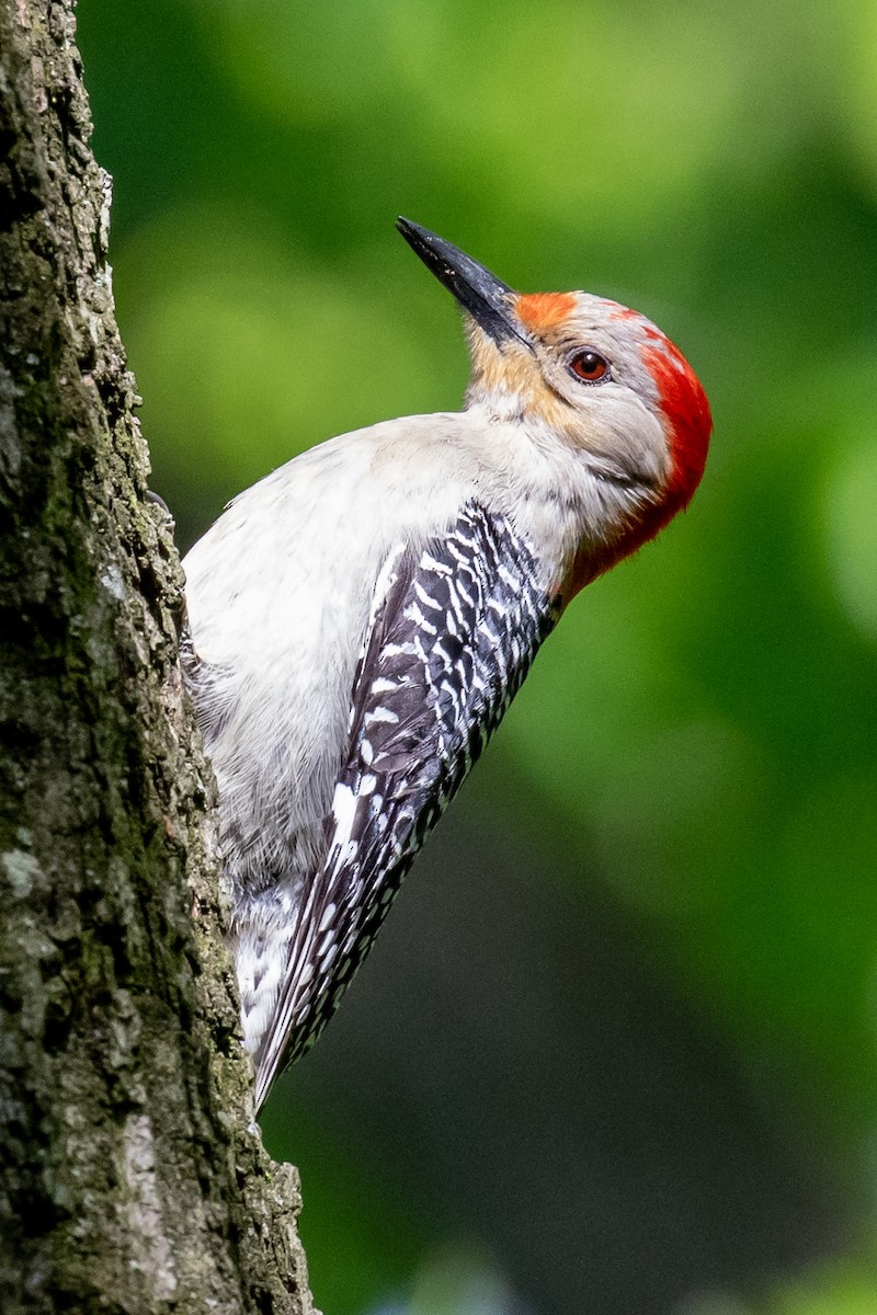 Red-bellied Woodpecker - ML230402961