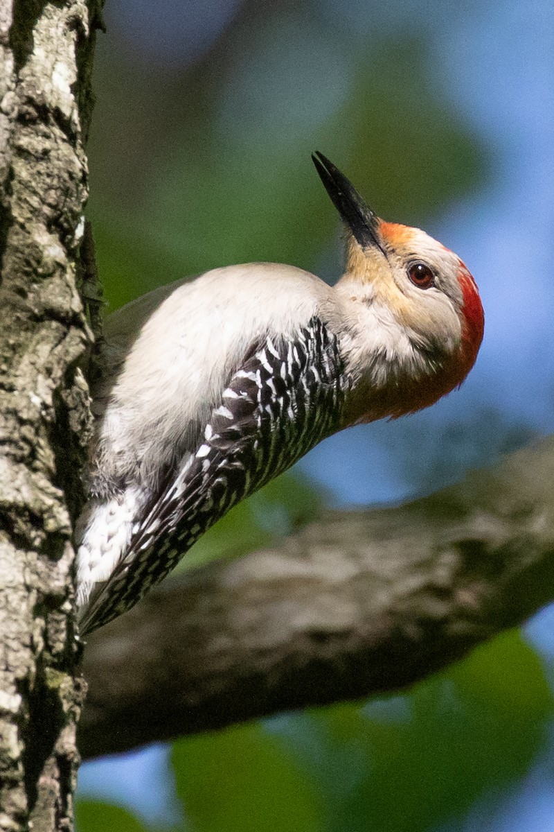 Red-bellied Woodpecker - ML230403011