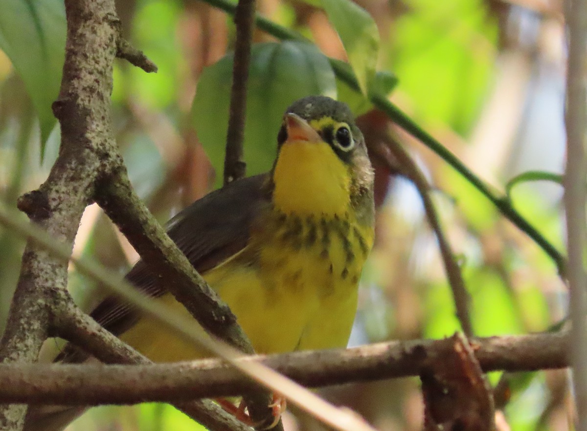 Canada Warbler - ML230404151