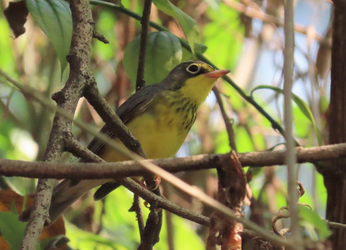 Canada Warbler - ML230404161