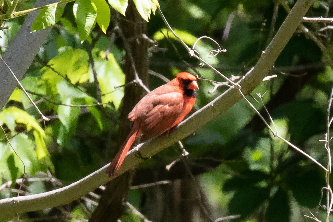 Cardinal rouge - ML230404311