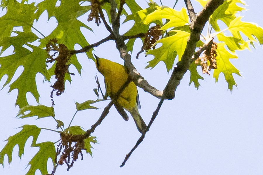 Blauflügel-Waldsänger - ML230404871