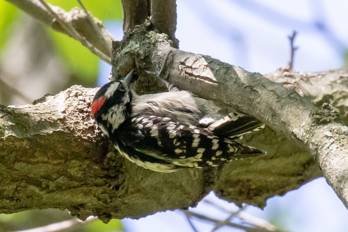 Downy Woodpecker (Eastern) - ML230405011