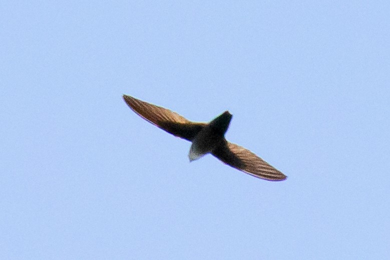 Chimney Swift - ML230405241