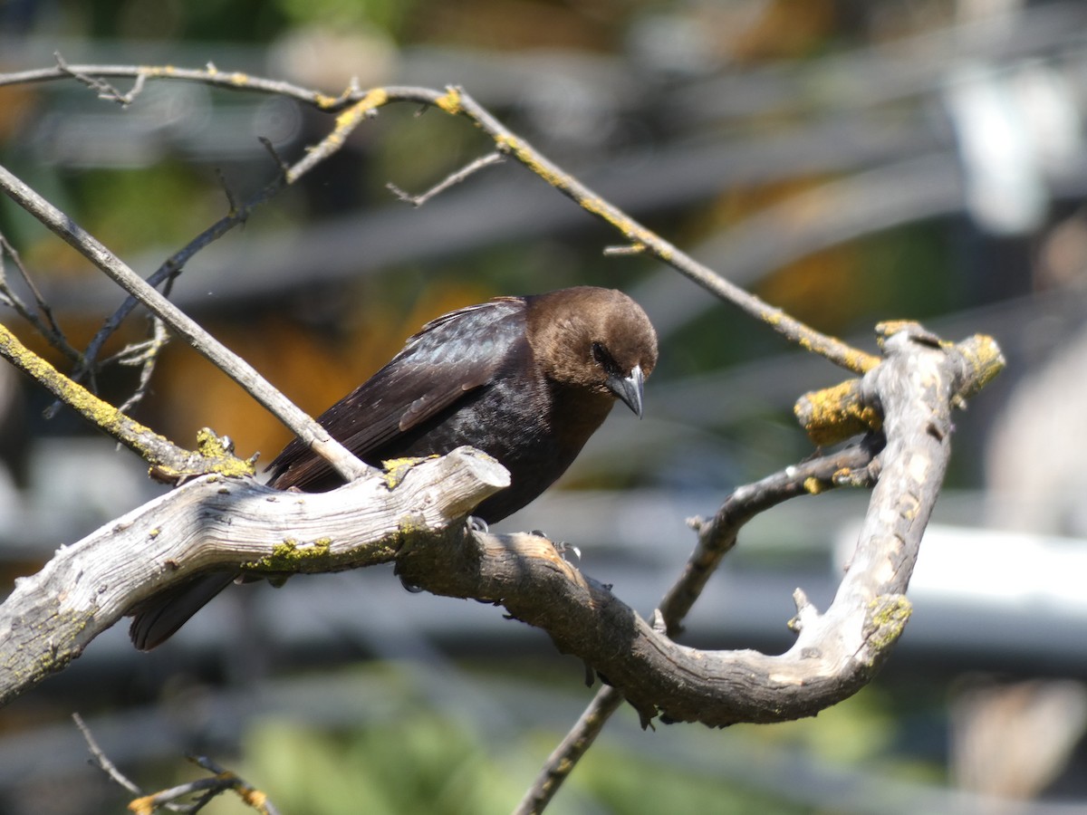 Brown-headed Cowbird - ML230405391
