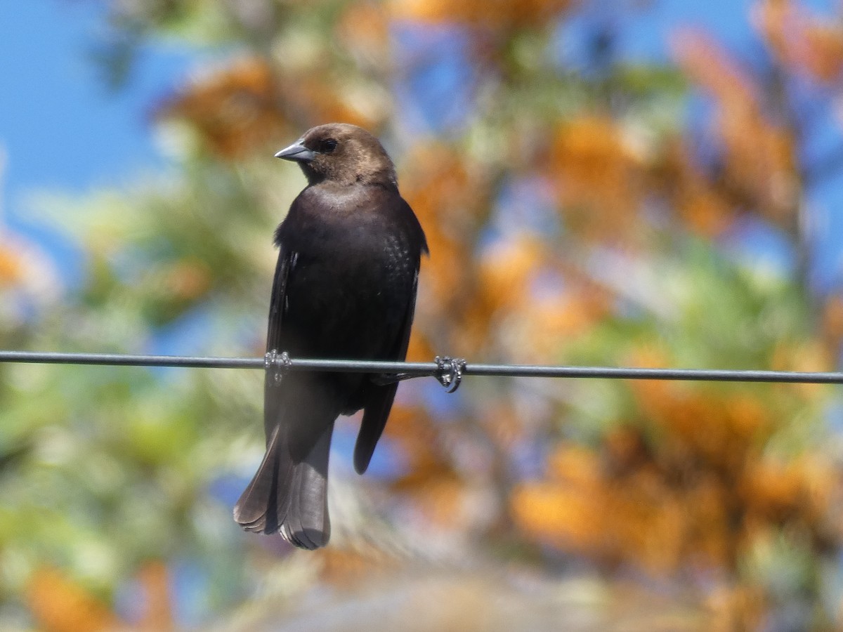 Brown-headed Cowbird - ML230405401