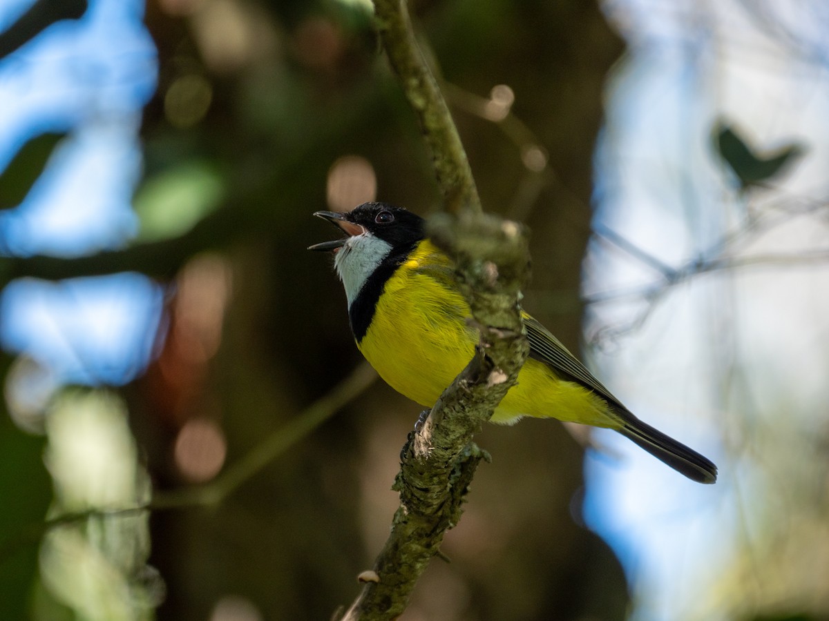 Golden Whistler - ML230407471