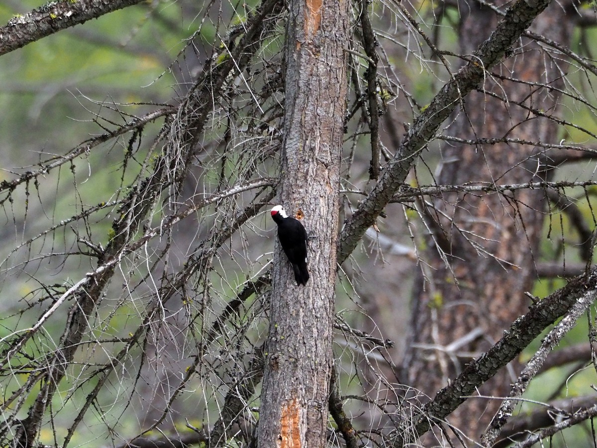White-headed Woodpecker - ML230409661