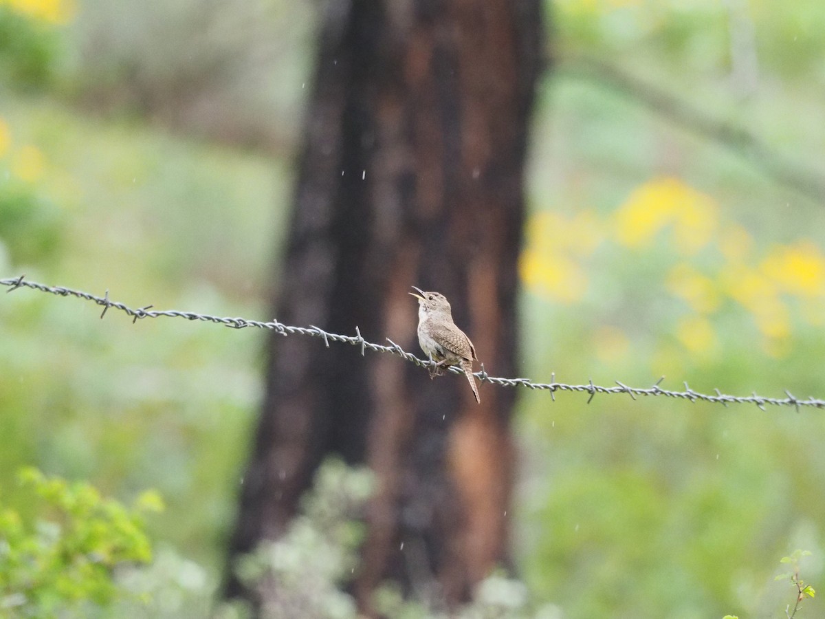 Northern House Wren - ML230409671