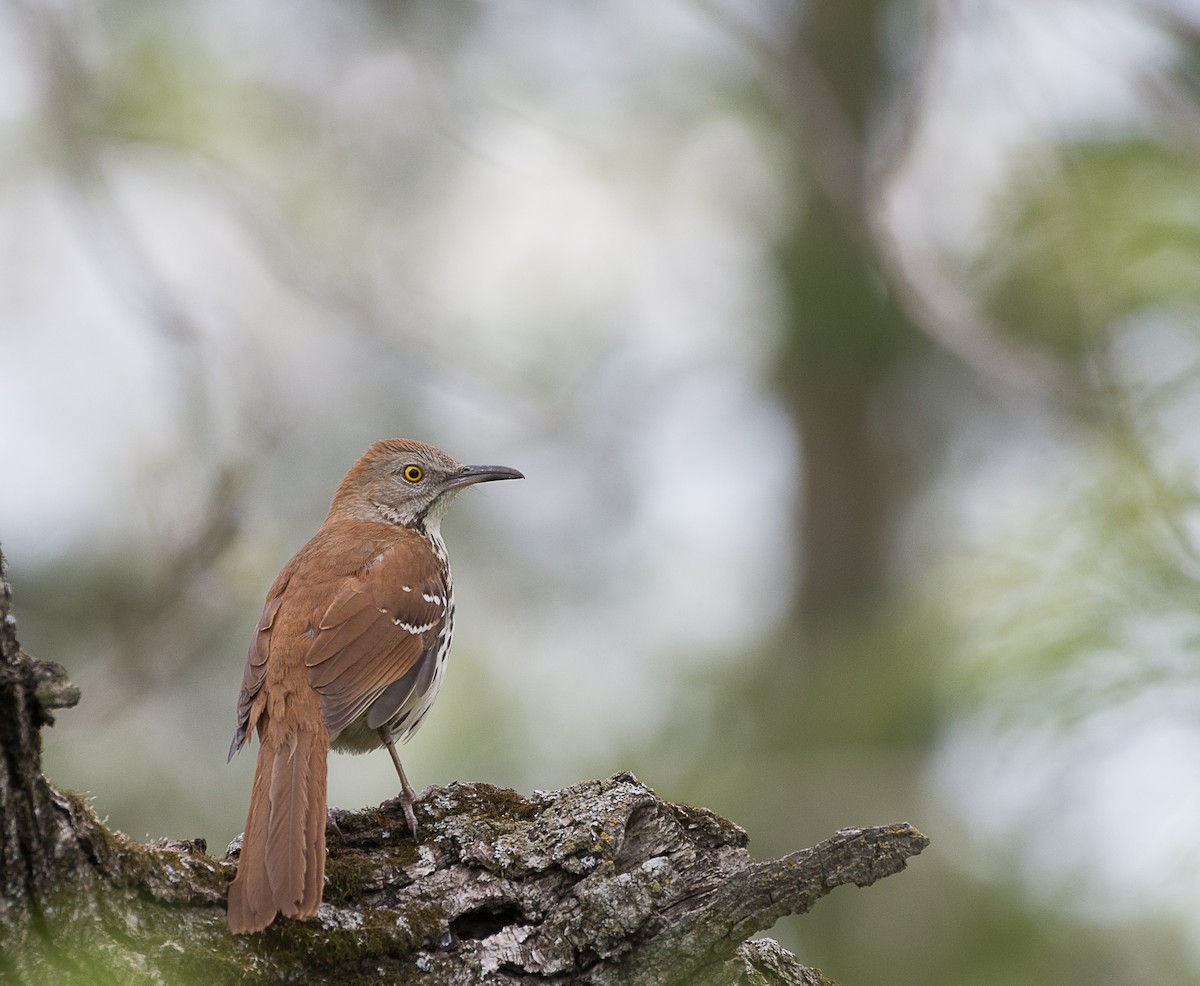 Brown Thrasher - ML230410491