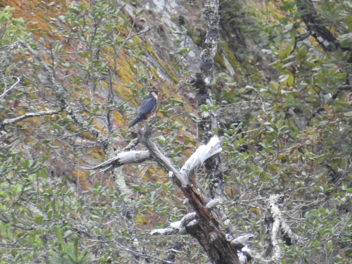 Bat Falcon - ML230413071
