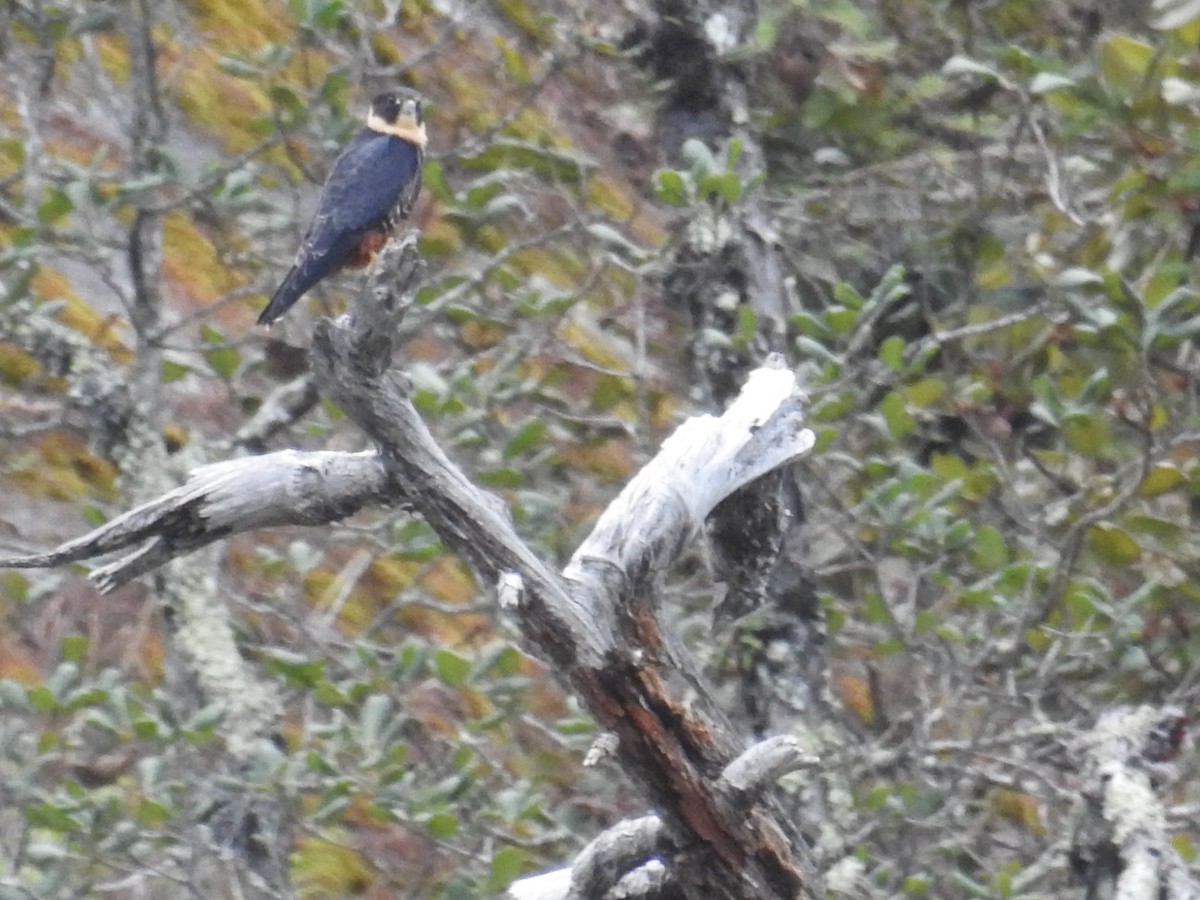 Bat Falcon - ML230413081