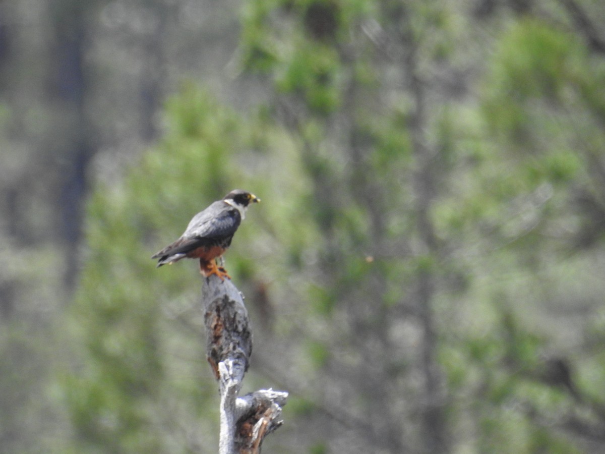 Bat Falcon - ML230413091
