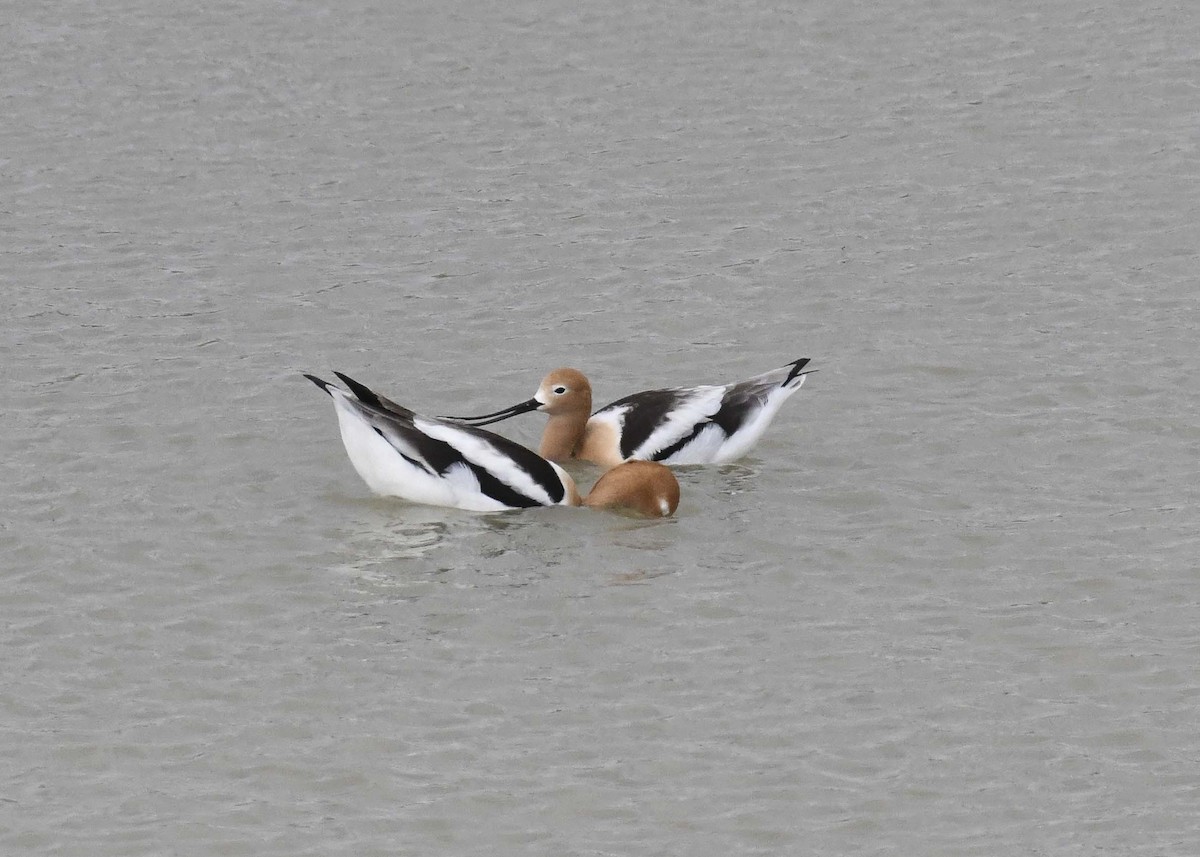 Avoceta Americana - ML230416761