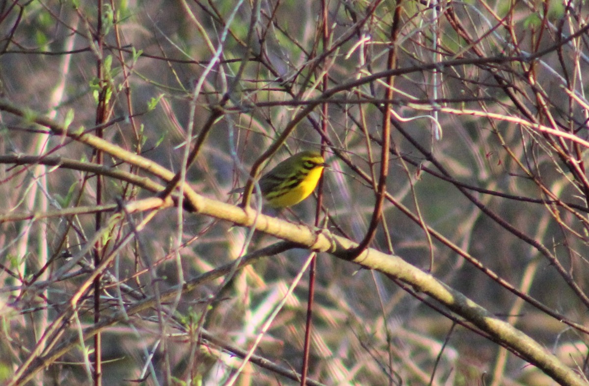 Prairie Warbler - ML230417891