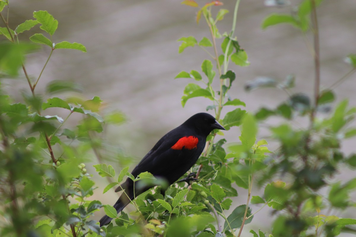 Red-winged Blackbird - ML230419331