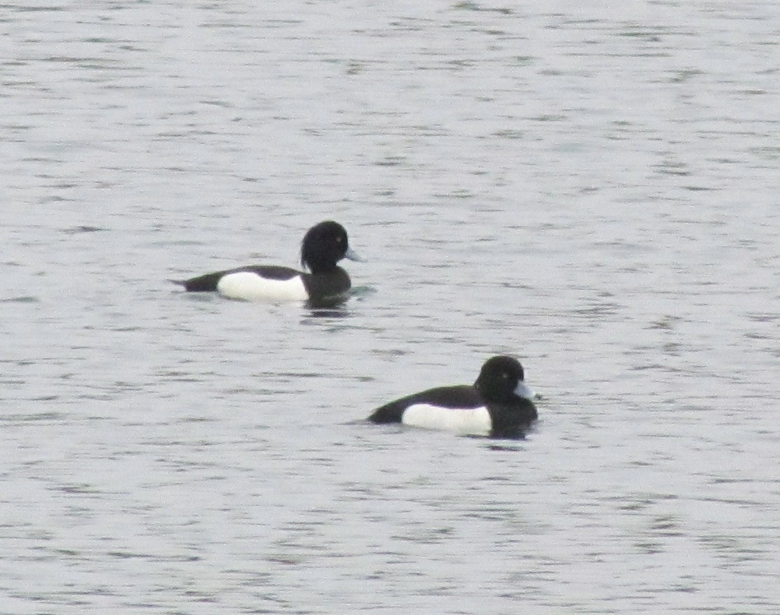 Tufted Duck - ML23042001