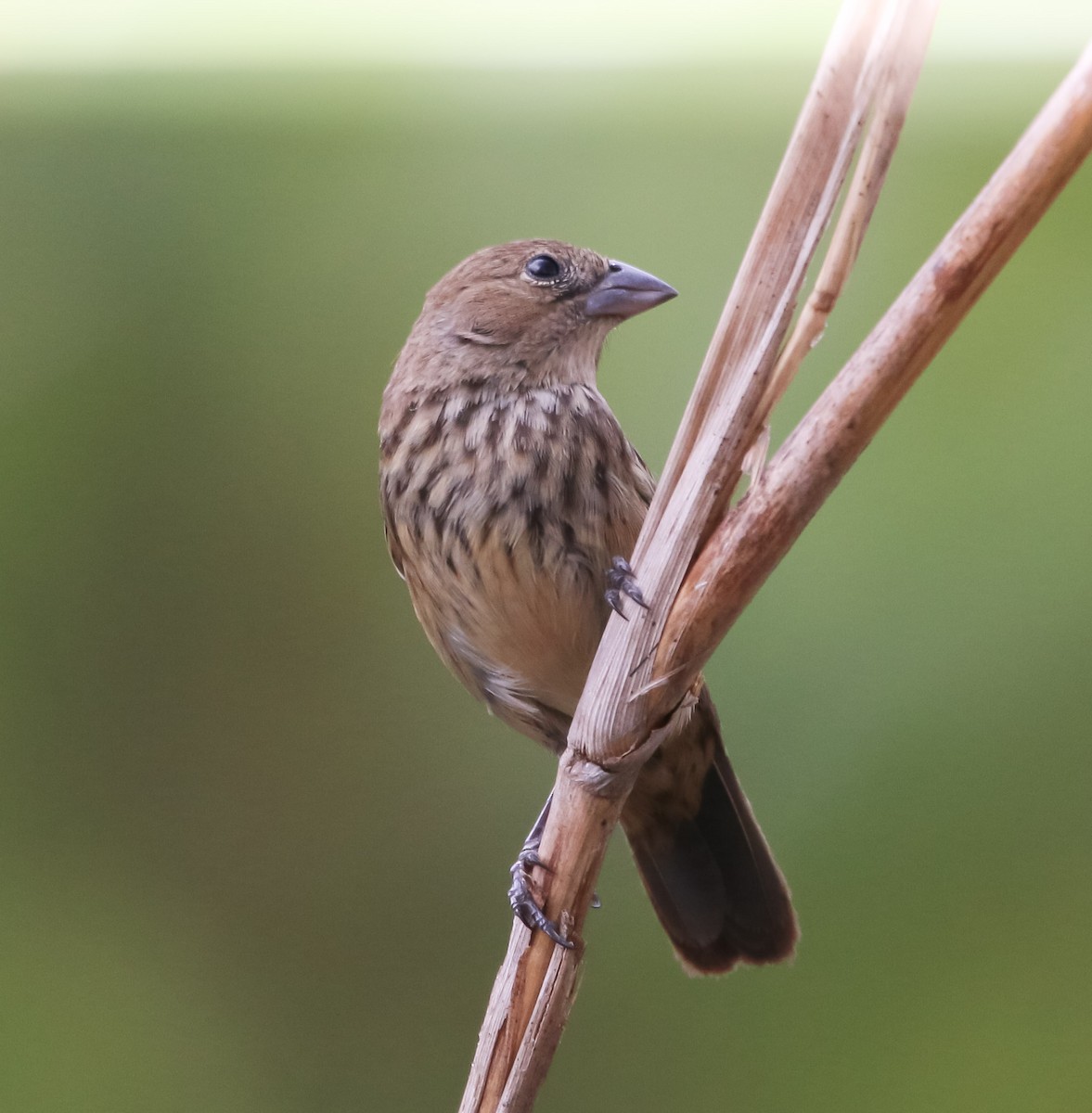 Blue-black Grassquit - Isaias Morataya