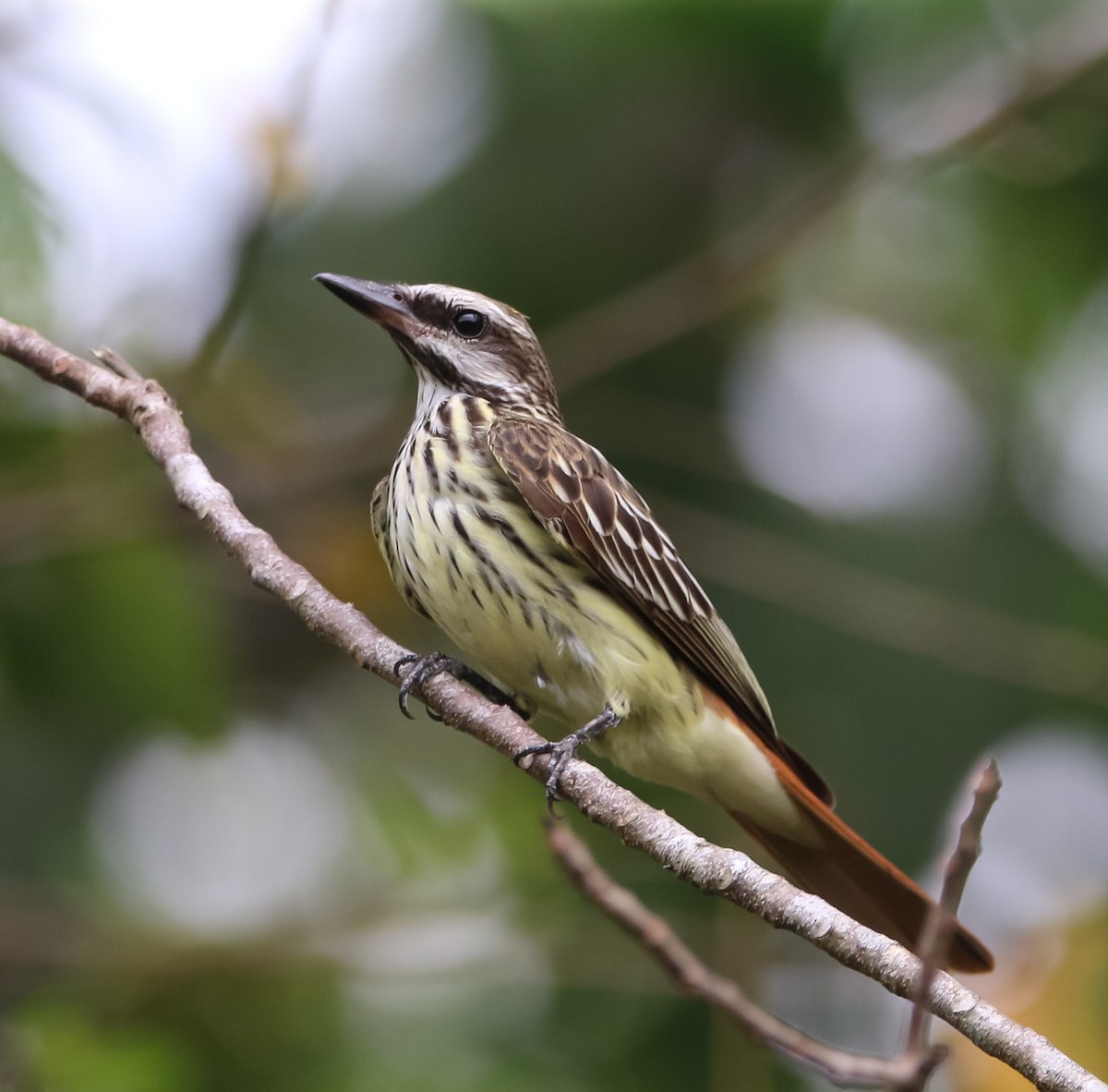 Sulphur-bellied Flycatcher - ML230420381