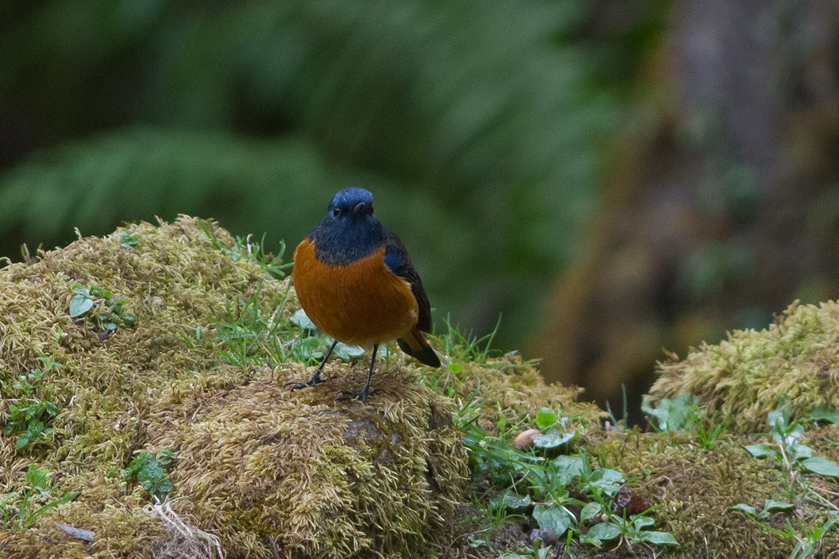 Blue-fronted Redstart - ML230420991