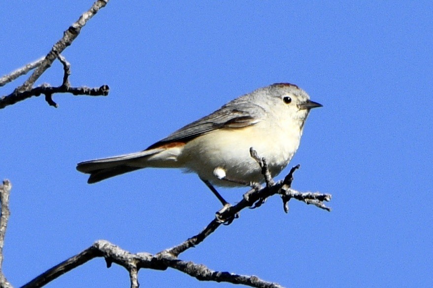 Lucy's Warbler - ML230421641