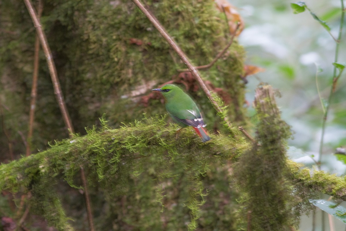 Fire-tailed Myzornis - Dibyendu Ash