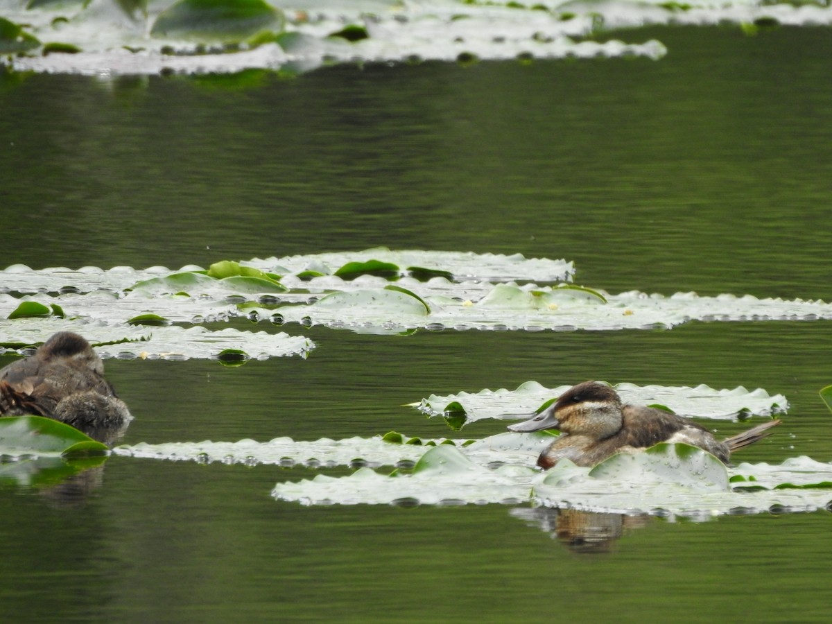 Ruddy Duck - ML230423161