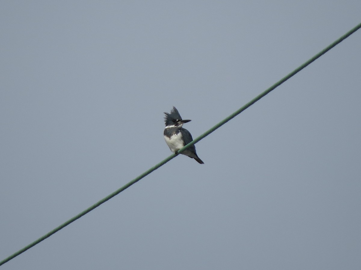 Belted Kingfisher - ML23042391