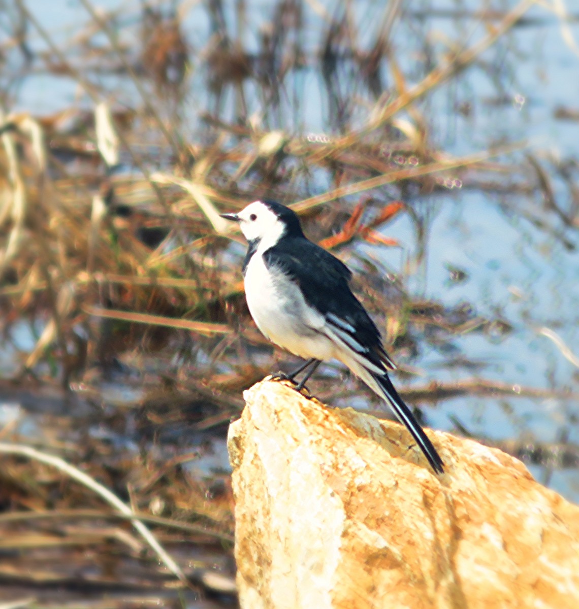 נחליאלי לבן - ML230426221