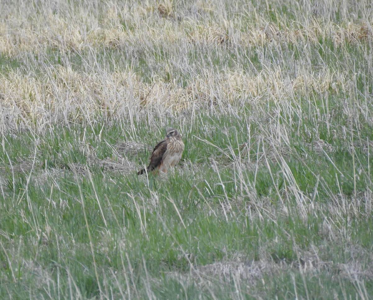 Northern Harrier - ML230426301