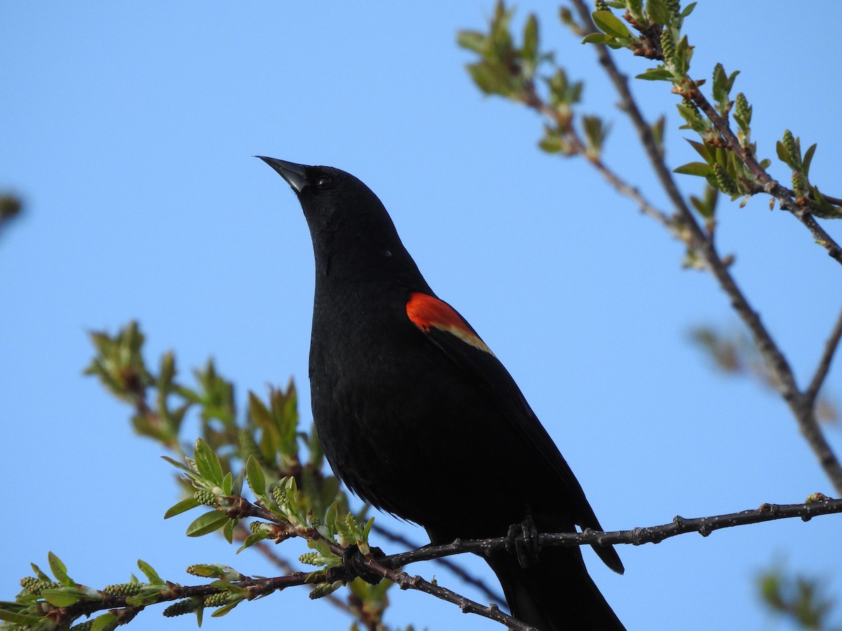 Red-winged Blackbird - ML230426421
