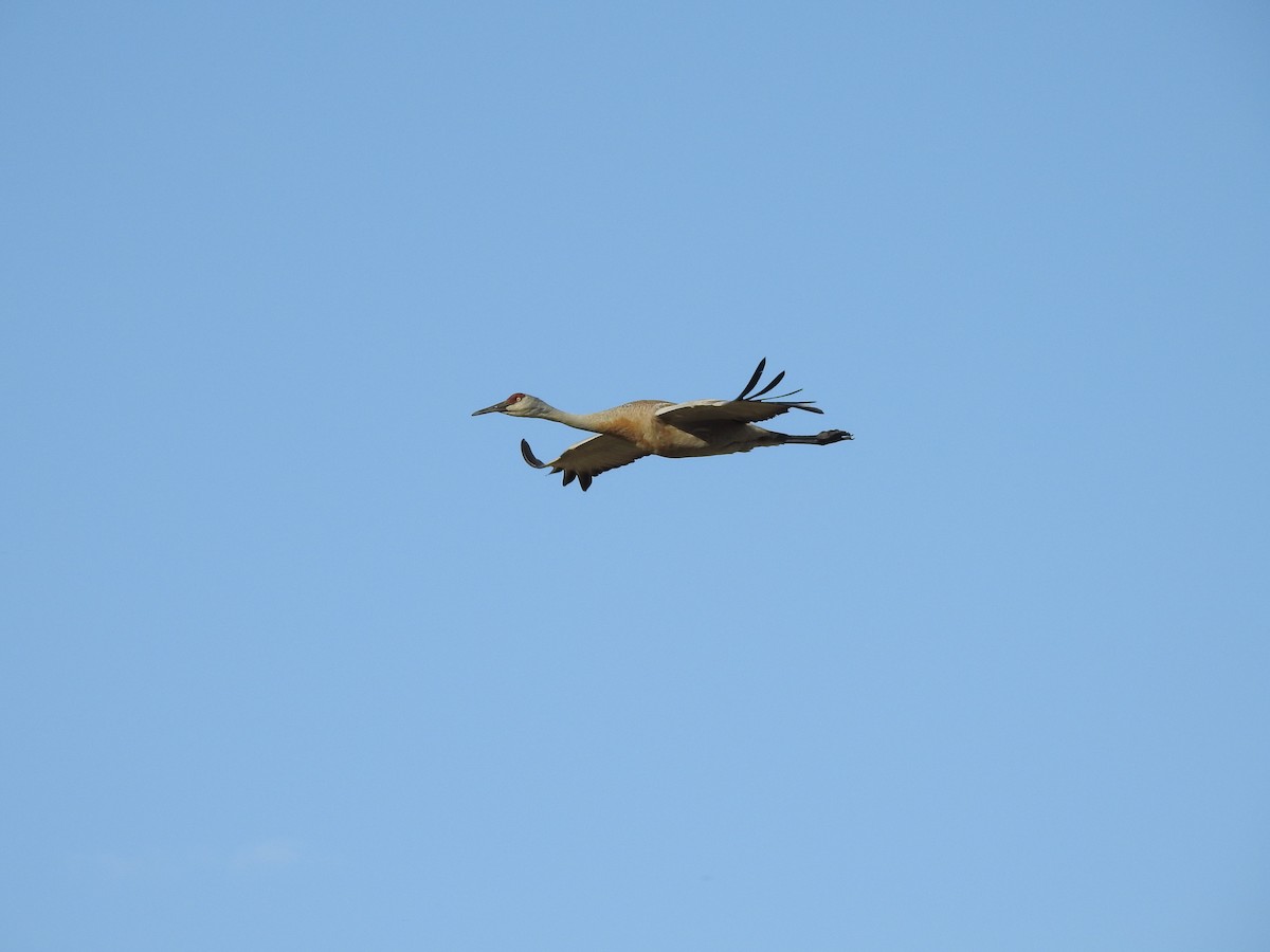 Sandhill Crane - ML230426511