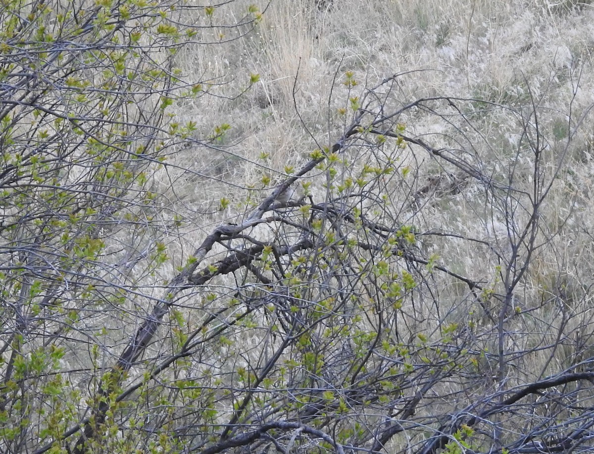 White-crowned Sparrow - ML230426571