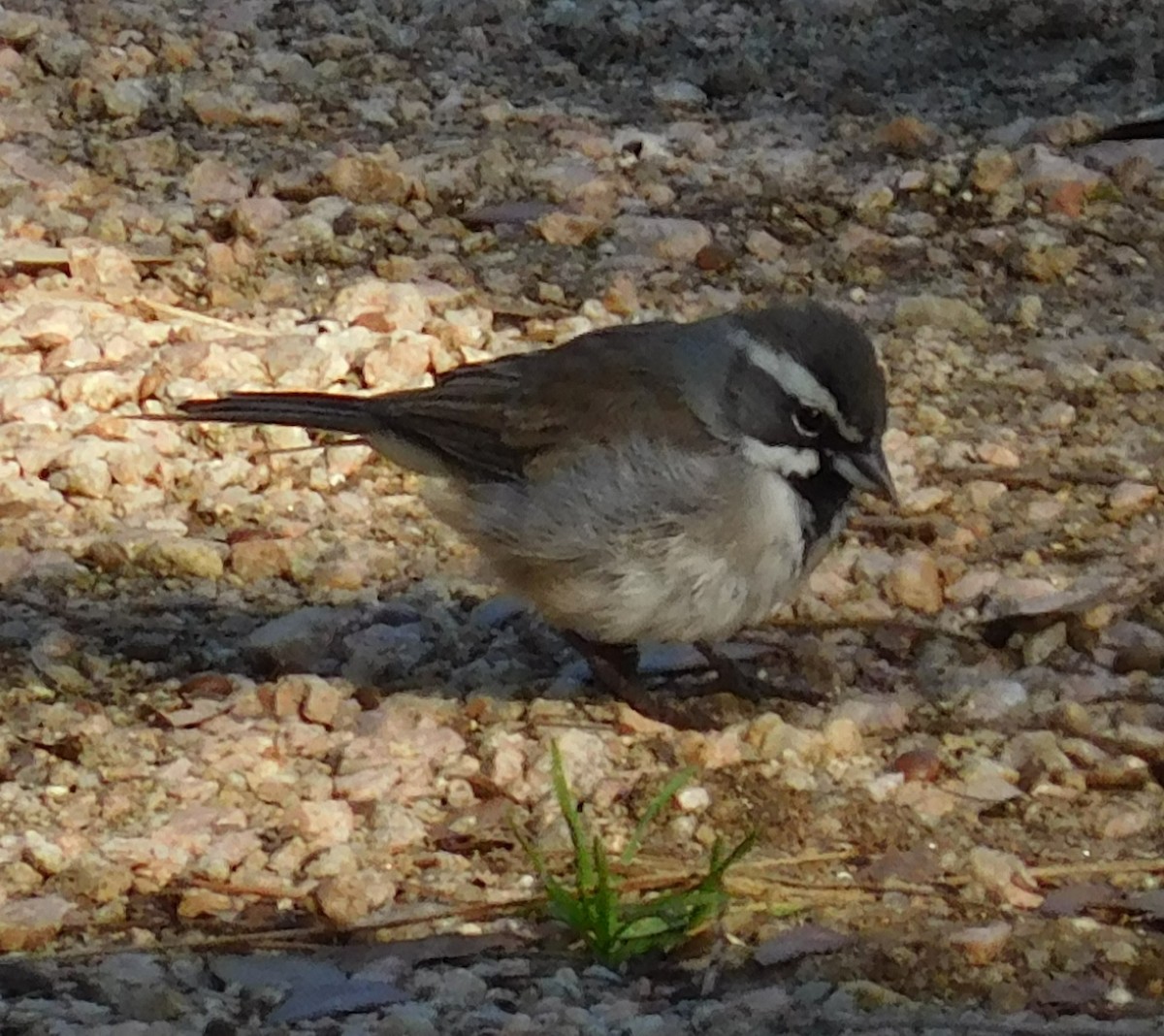 Black-throated Sparrow - Carla Zainie