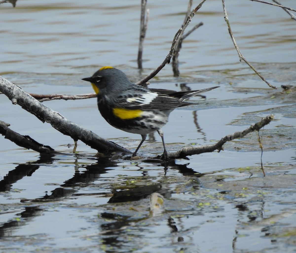 Yellow-rumped Warbler - ML230426761