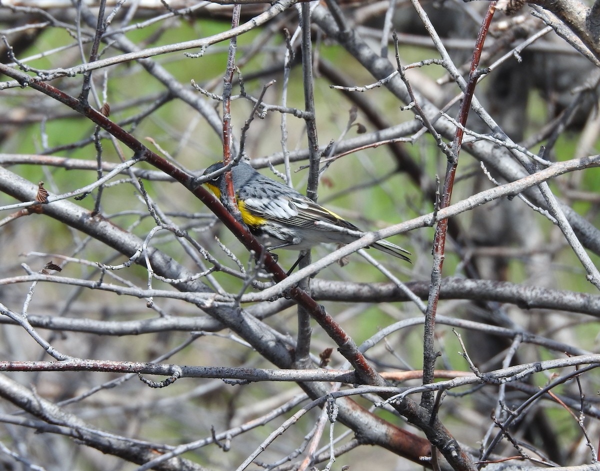 Yellow-rumped Warbler - ML230426781