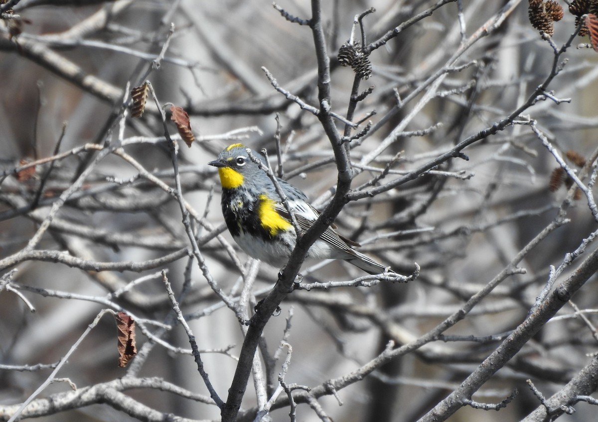 Yellow-rumped Warbler - ML230426791