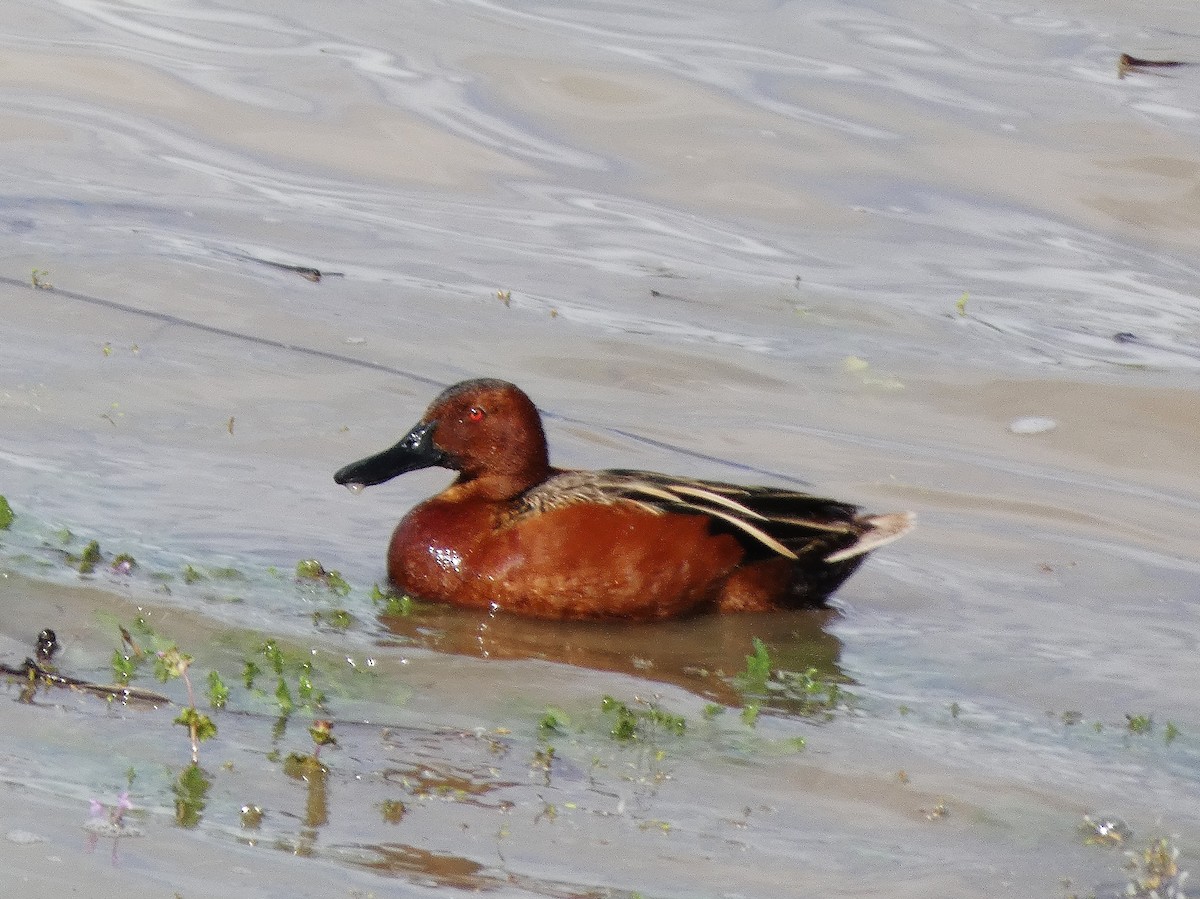 Cinnamon Teal - ML230426811