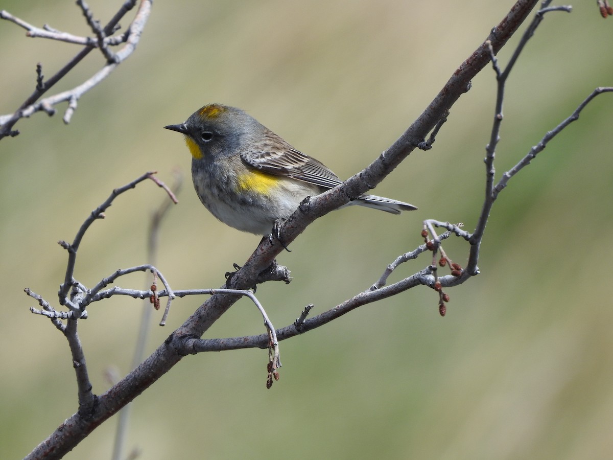 Yellow-rumped Warbler - ML230426831