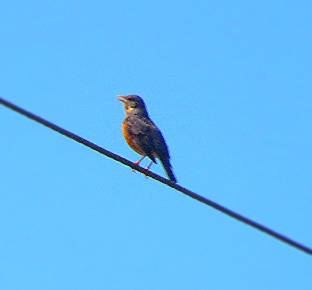 Gray-backed Thrush - ML230427061