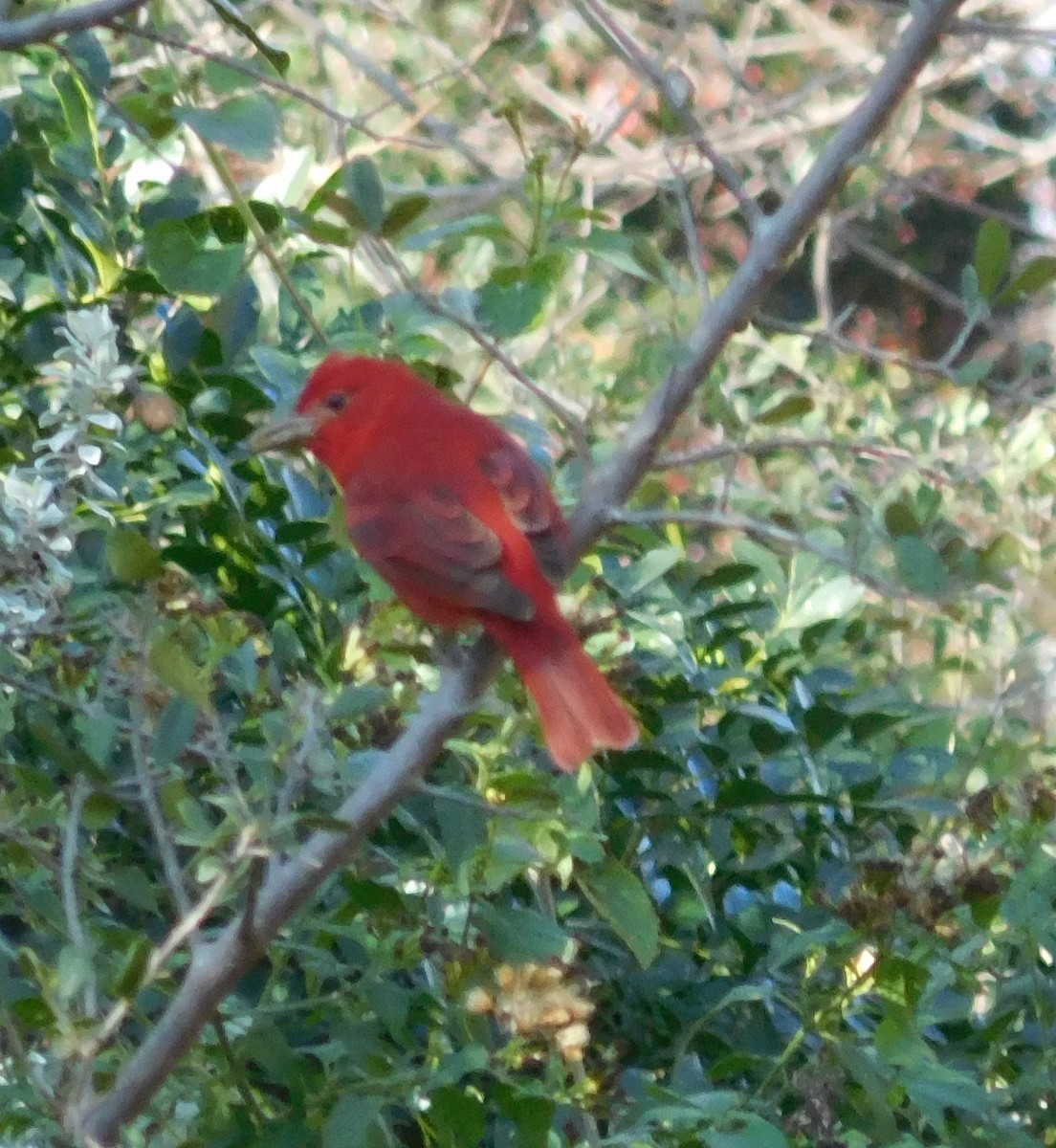 Summer Tanager - Carla Zainie