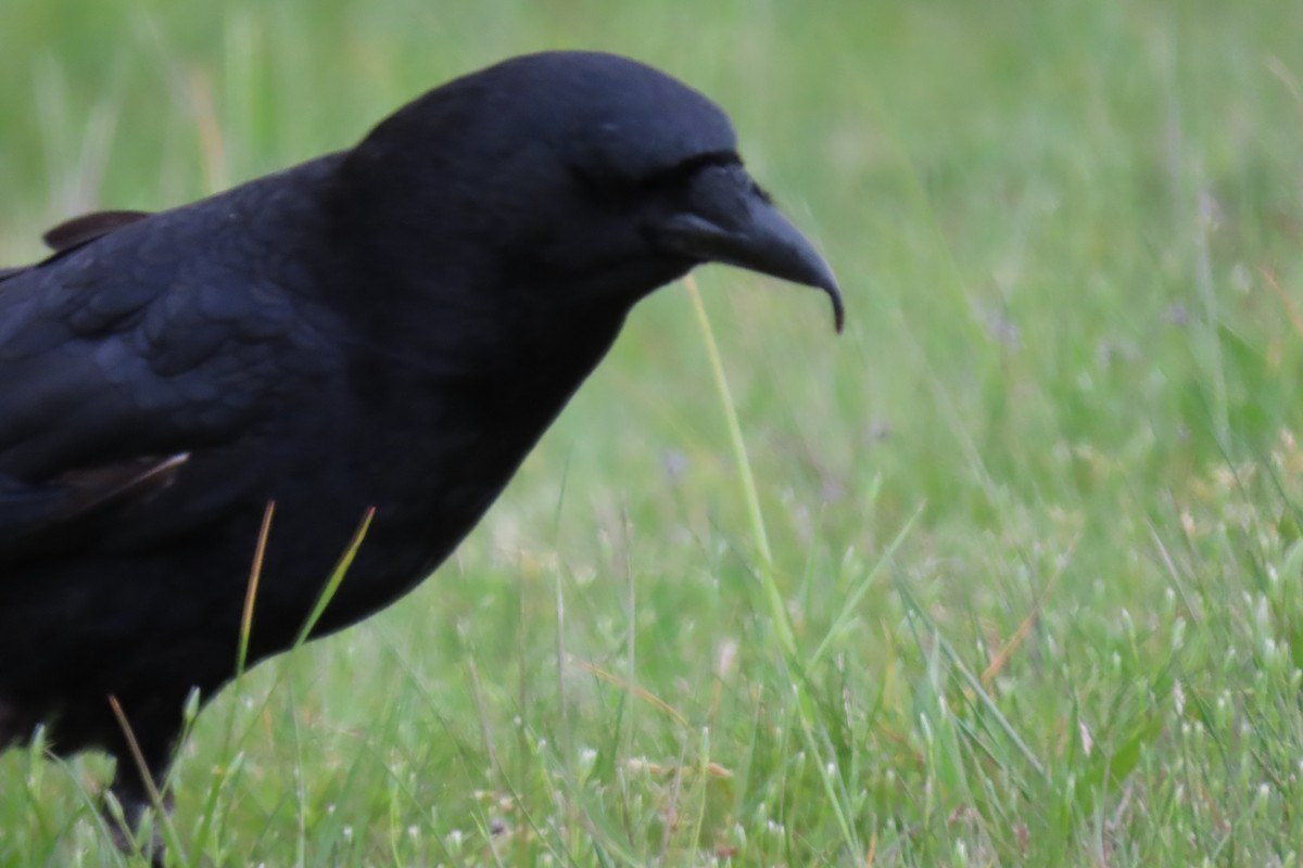 American Crow - ML230428471