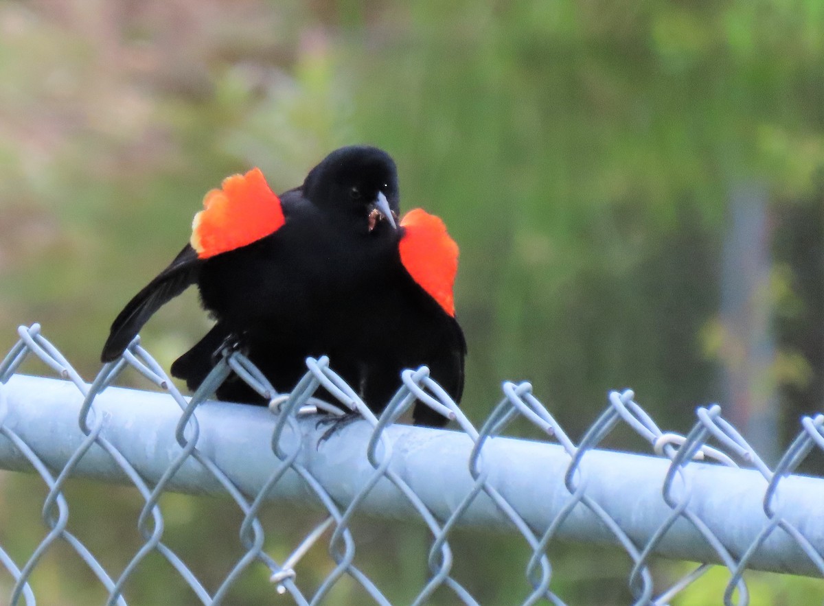 Red-winged Blackbird - ML230428491