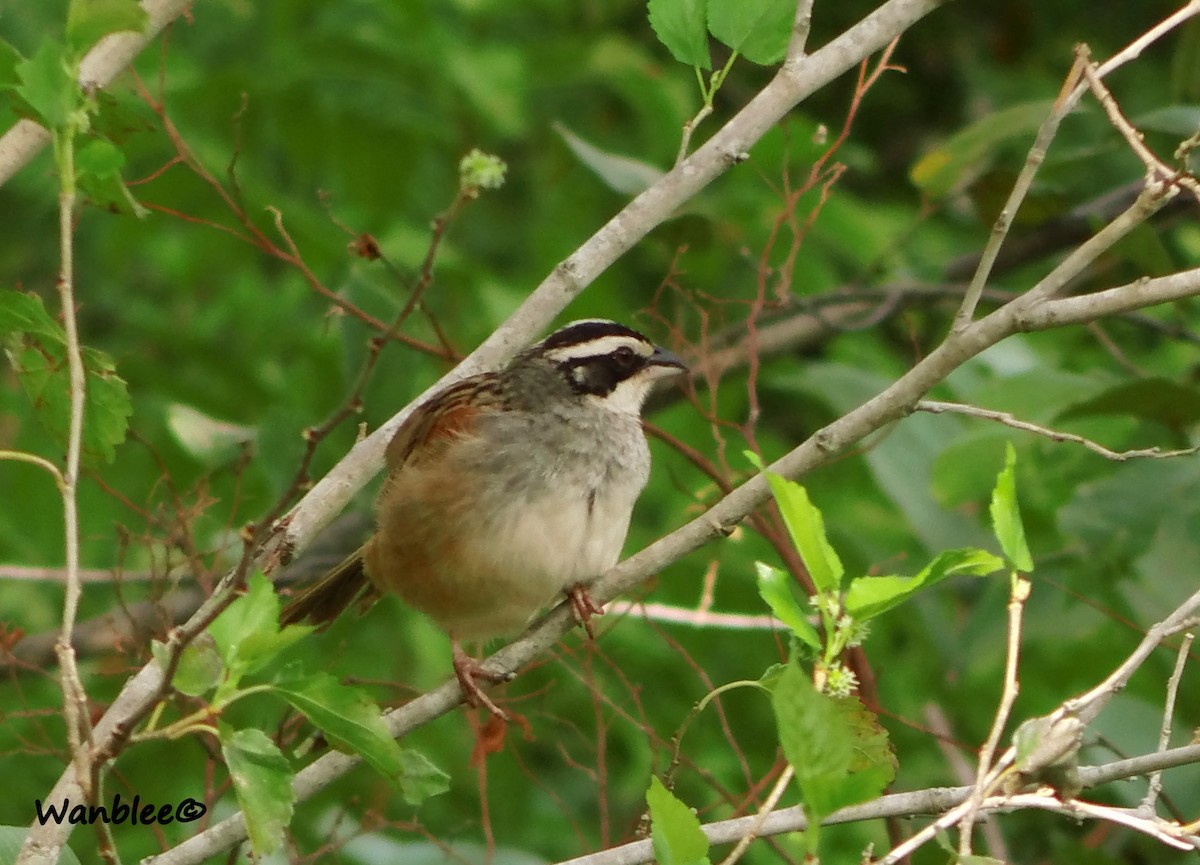 Stripe-headed Sparrow - ML230429881