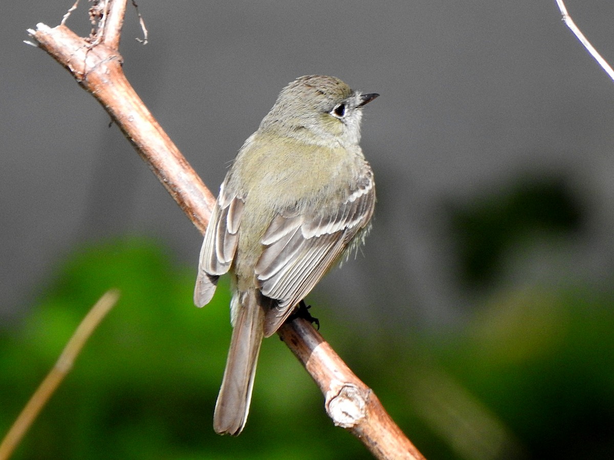 Dusky Flycatcher - ML230430381