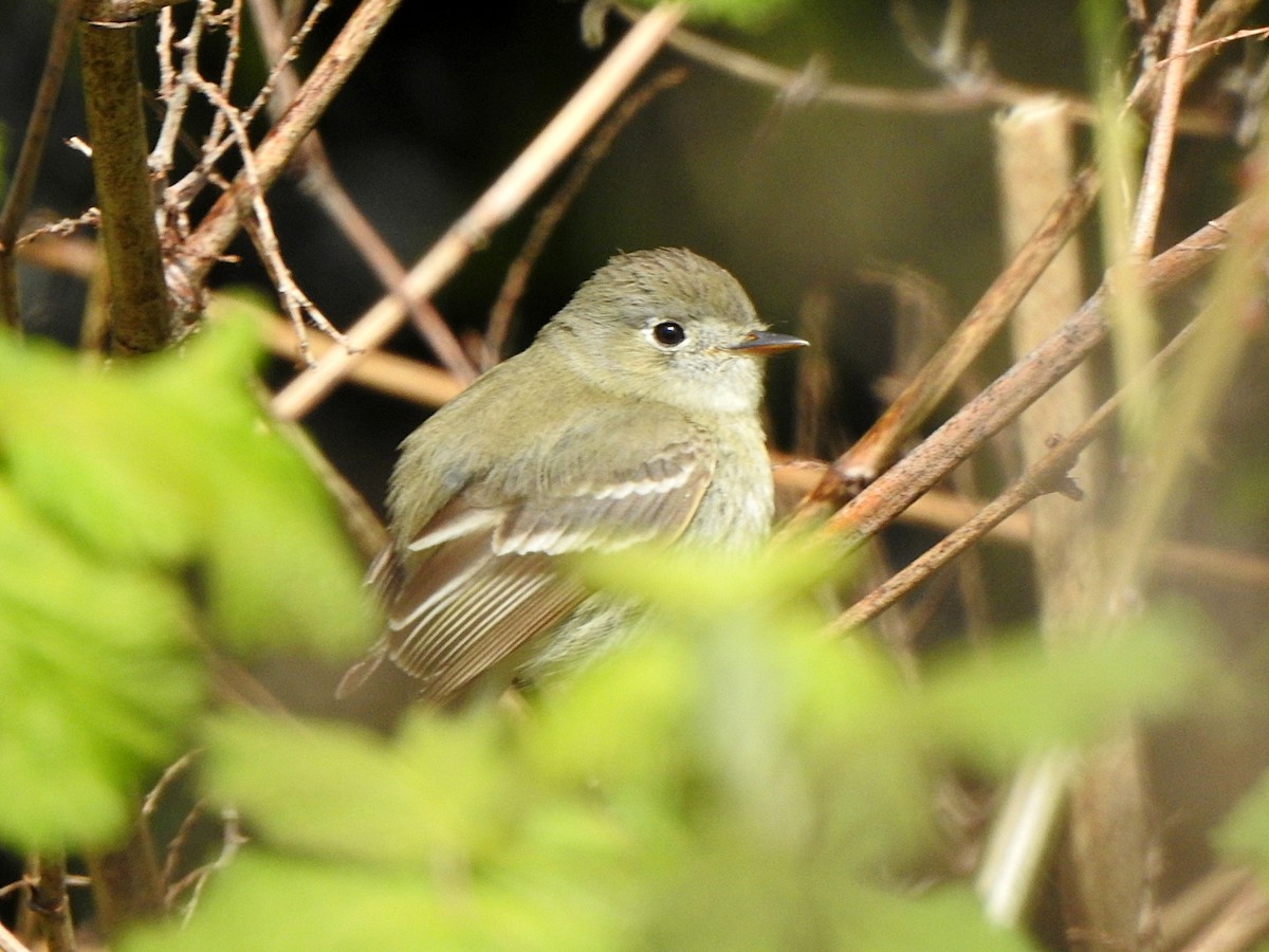 Dusky Flycatcher - ML230430401