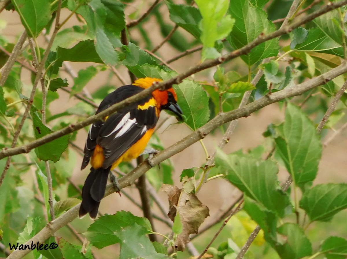 Spot-breasted Oriole - ML230430561
