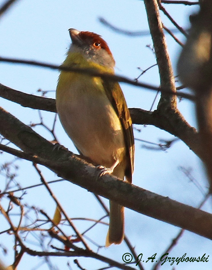 Rufous-browed Peppershrike - ML230430801