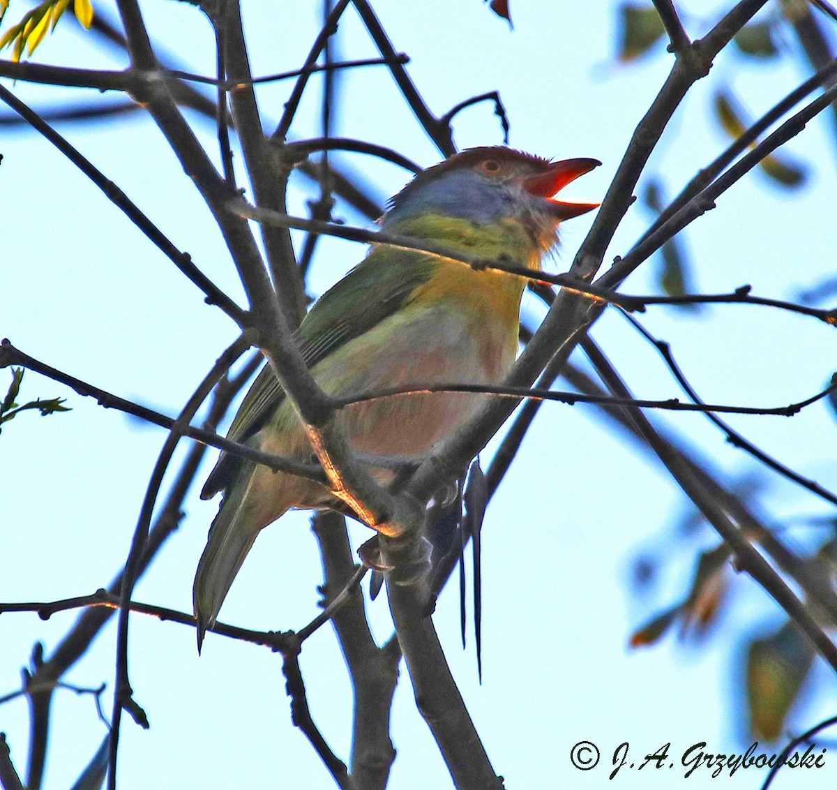 Rufous-browed Peppershrike - ML230430871